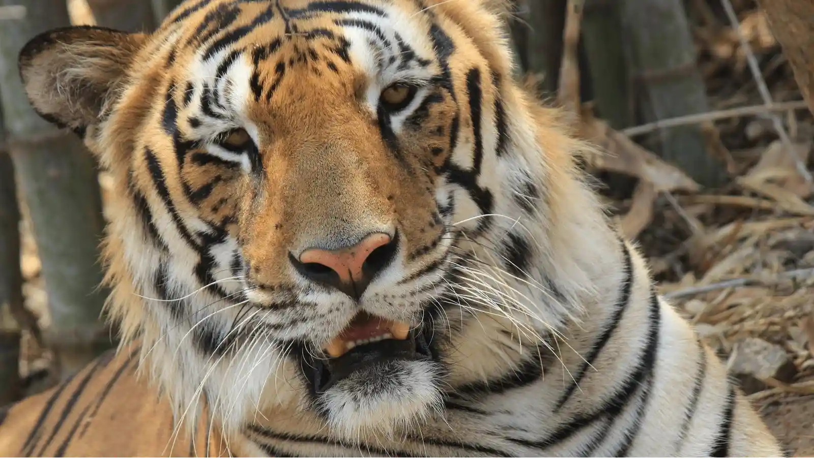 Bannerghatta National Park